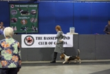 2012 National Specialty Puppy Sweepstakes